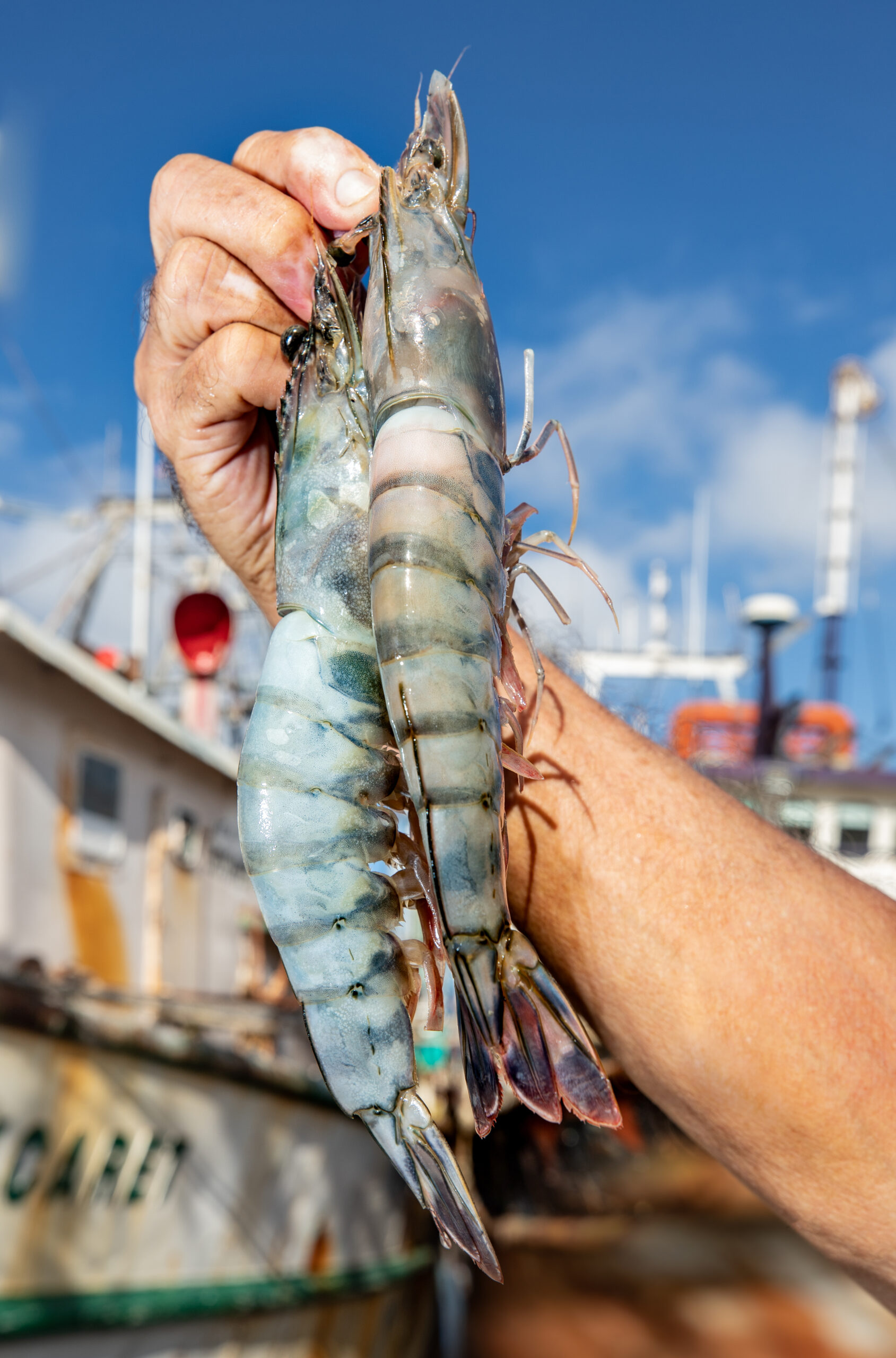 Wild-Caught Shrimp